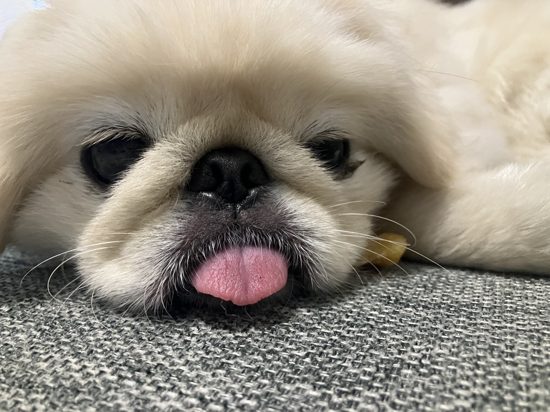 白ペキ